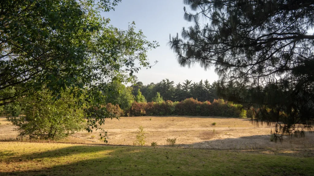 open-meadow-trees tress in open meadow