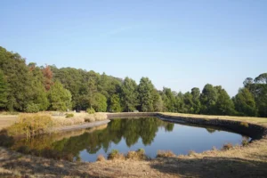 reflective lake treeline