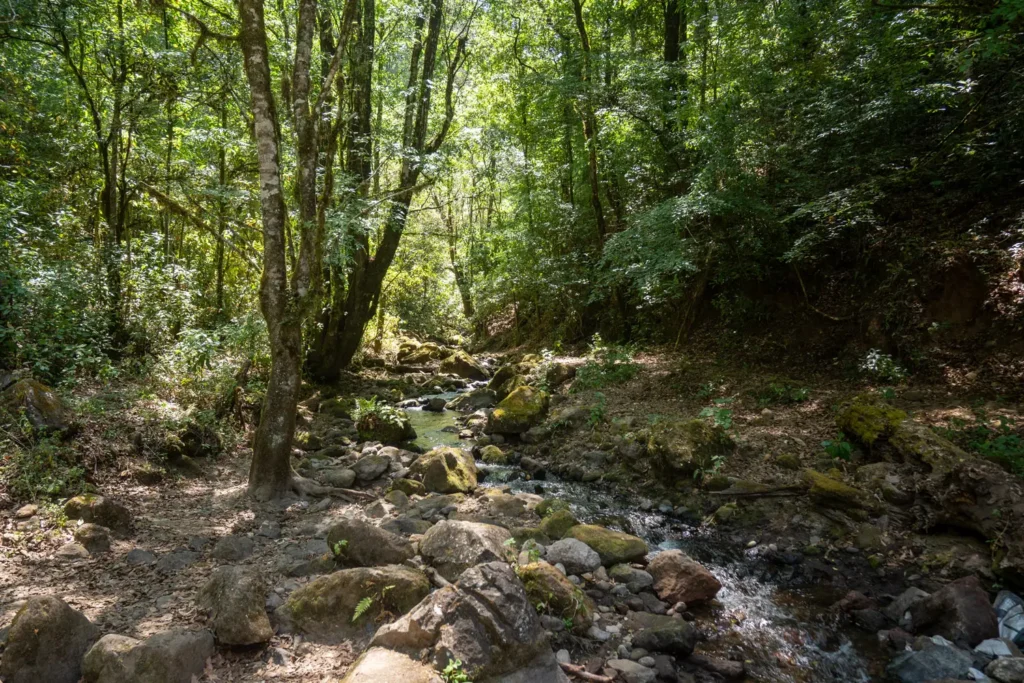 rocky forest stream