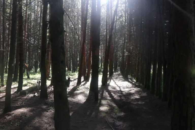 forest trees light shadows