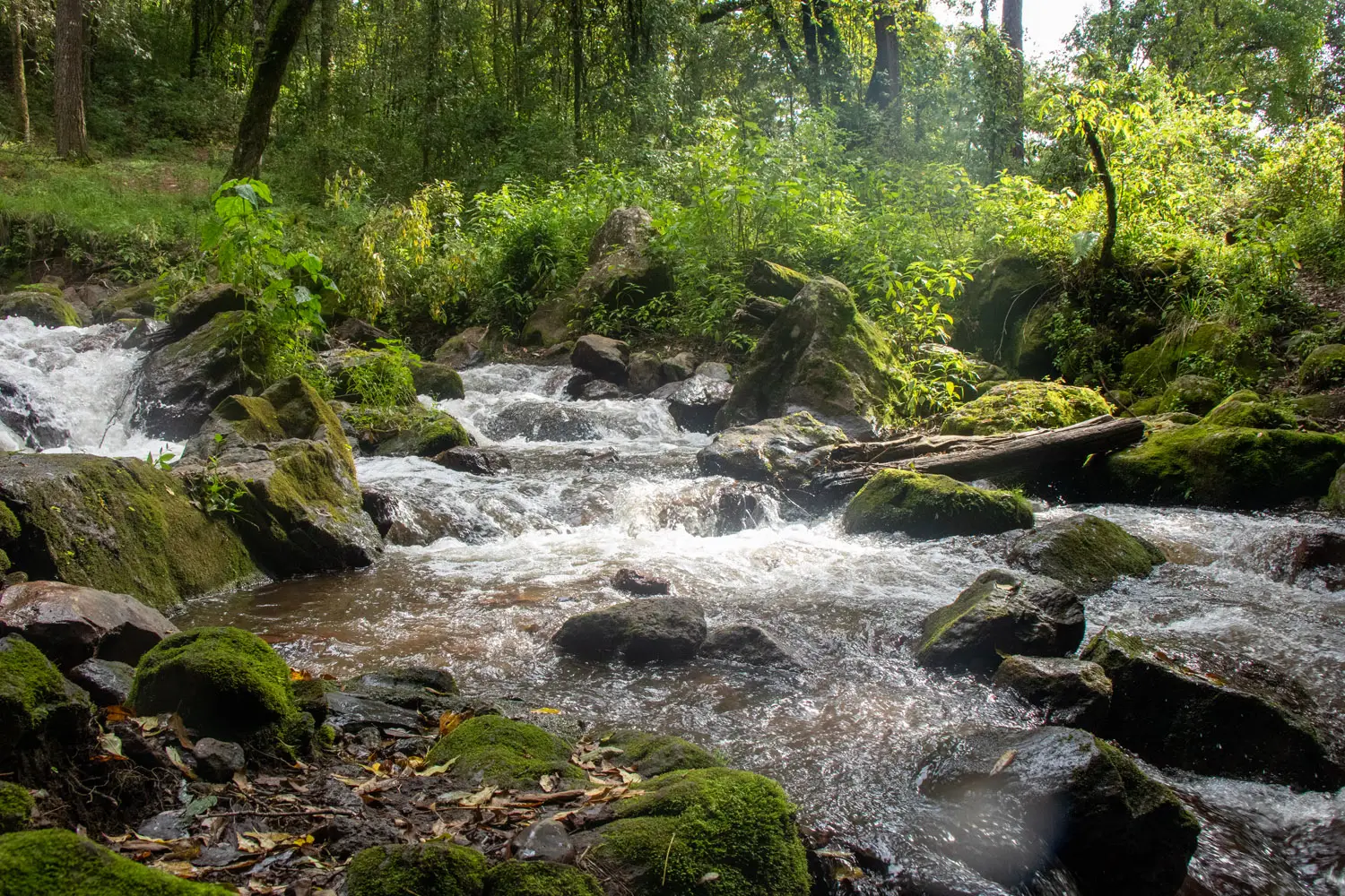 rushing stream in mossy forest